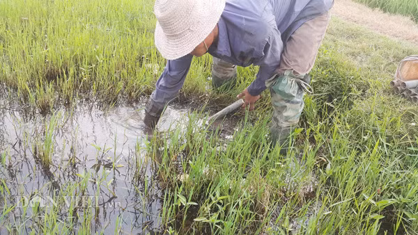 Anh Phạm Hữu Tuấn (35 tuổi) ở xã Hùng Tiến ( huyện Kim Sơn) cho hay: Nghề đặt ống lươn này diễn ra quanh năm, cứ có nước là có thể đặt ống bắt lươn được. Nhưng vào thời gian này lươn đồng sẵn hơn vì thế mà việc đi săn bắt cũng thuận tiện và được nhiều hơn. 