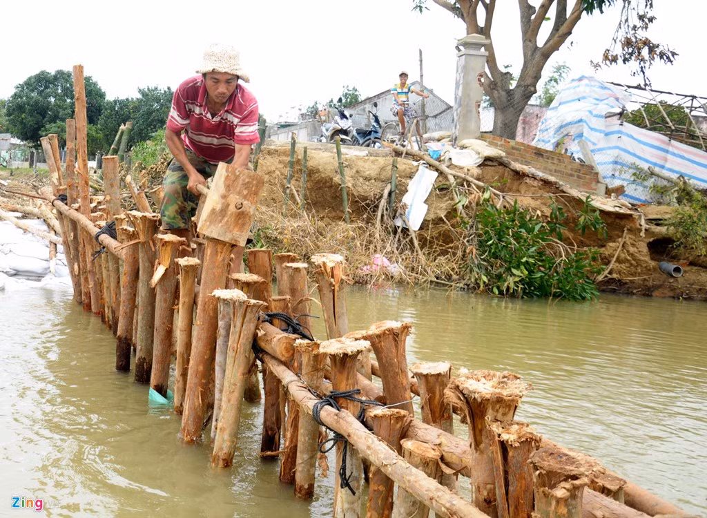 Theo ông Nhâm, nhiều ngày qua, lực lượng thanh niên, dân quân địa phương đóng cọc bạch đàn, tạo bờ chắn hỗ trợ cảnh sát sơ động chèn bao cát gia cố đoạn đê bị sạt lở. 