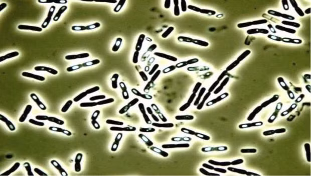 Những bào tử vi khuẩn này vẫn có khả năng sống sót sau khi gạo đã nấu chín thành cơm. Vì vậy, sau khi cơm chín, nếu để cơm ở nhiệt độ phòng trong thời gian dài thì những bào tử này có thể phát triển thành vi khuẩn có thể sản sinh ra những độc tố gây bệnh, cuối cùng dẫn đến ngộ độc thực phẩm. 