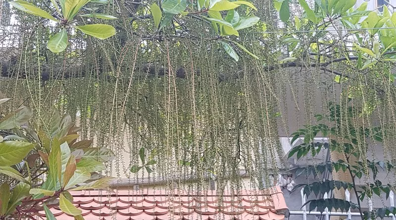 Chỉ có một nhúm đất nhỏ còn sót lại trong các khe đá và bị bộ rễ giữ chặt. Khối đá theo thời gian cũng đã bị rêu xanh phủ kín. 