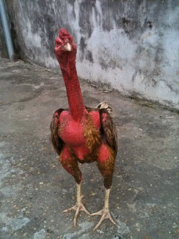 Xam than, ke than: Ga choi bac ty, doi ngang o to-Hinh-2