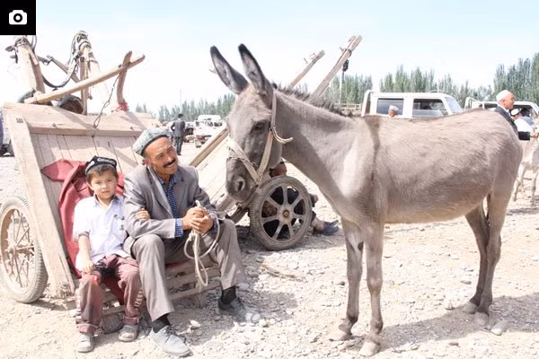 Gelatin da lừa: Chỉ đơn giản là đun da lừa lên để được một hợp chất đặc như gelatin. Nước này được dùng như một loại thuốc bổ máu. Nhưng phụ nữ Trung Quốc còn dùng gelatin da lừa để làm đẹp vì nước này có thể tăng tái tạo tế bào mới nên có tác dụng chống lão hóa rất tốt. Nguyên liệu làm đẹp này cũng cải thiện màu da và độ đàn hồi của da, chống nếp nhăn và làm sáng các đốm nâu.