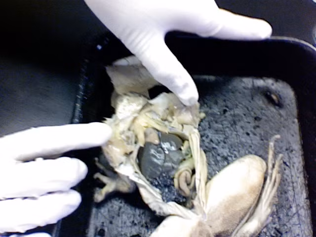 Trong y học cổ truyền Trung Quốc có ghi vòi trứng ếch rất tốt cho phụ nữ, nhất là giai đoạn sau sinh và mãn kinh nhằm cân bằng lại hormone và lấy lại sức khỏe. Chất béo trong vòi trứng ếch cũng có tác dụng cải thiện làn da phụ nữ. Vòi trứng ếch còn được cho là có tác dụng thải độc và loại bỏ nước thừa, rất có ích với những người bị phù. Trước kia vòi trứng ếch được coi là đặc sản và chỉ vua chúa mới được ăn. Ngày nay giá thành của vòi trứng ếch cũng không hề rẻ. 