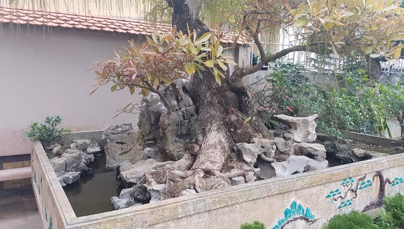 Cây lộc vừng của một gia đình nông dân xã Nam Điền, Nam Trực, Nam Định. 