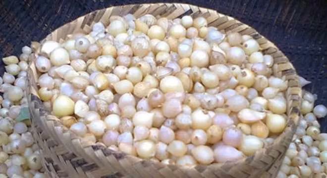 Hành tăm là loại hành dùng để làm hành khô. Về độ hăng thì hành tăm chỉ đứng sau hành tím. Hành này có thể làm salad, nấu trứng hay phi lên cho thơm trước khi nấu thịt hoặc rau củ. Nguồn ảnh: VTC. (Nguồn ảnh: Mashed)