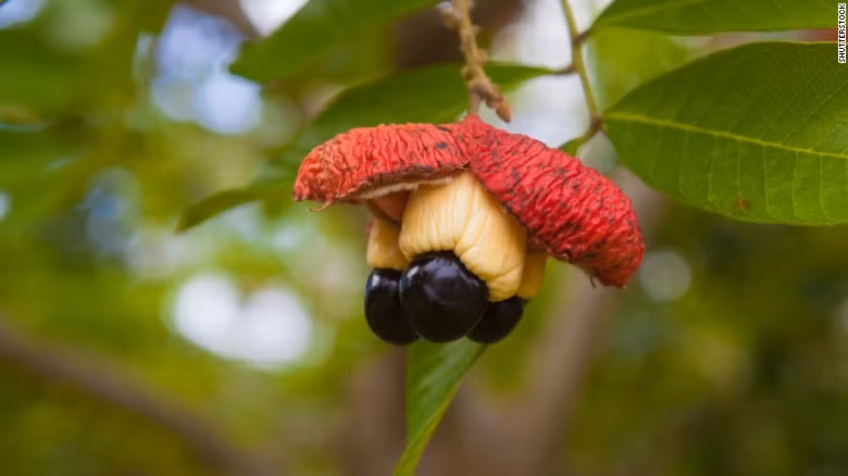 Quả ackee, một loại quả tự nhiên của Jamaica cũng chứa độc tố tương tự như vải khi chưa chín. Nhưng người Jamaica biết rất rõ không nên ăn quả ackee chưa chín hoặc chưa nấu chín. Trong trường hợp trẻ em ăn phải quả ackee chưa chín, tốt nhất nên đưa đi bệnh viện hoặc cho trẻ ăn một thìa đường để làm tăng đường huyết. 