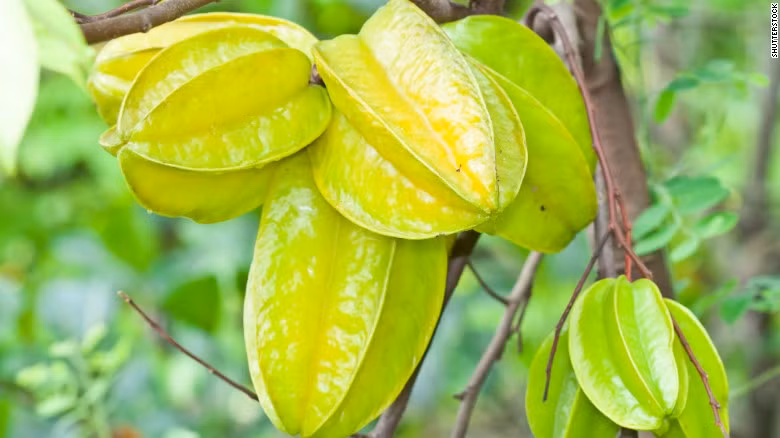 Tại một số nước nhiệt đới, quả khế còn được dùng làm thuốc trị bệnh, nhưng những người bị bệnh thận tuyệt đối nên tránh xa quả này vì có thể gây chết người. Quả khế có chứa những độc tố ảnh hưởng đến não và gây rối loạn thần kinh. Ở những người có thận khỏe thì độc tố này được xử lý và loại bỏ nhưng người bị bệnh thận kinh niên không thể giải độc tố trong quả khế, gây ảnh hưởng nghiêm trọng đến sức khỏe, thậm chí tử vong.