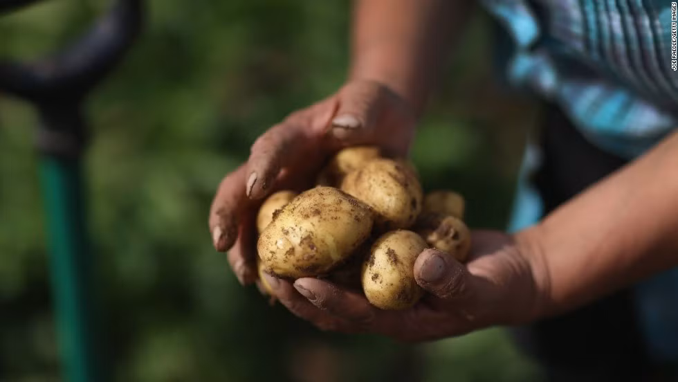 Sẽ không nhiều người ngạc nhiên khi biết khoai tây là loại thực phẩm có độc tính khi đã mọc mầm hoặc chuyển sang màu xanh. Độc tố solanine có trong khoai tây có trong toàn bộ củ nhưng nguy hiểm hơn khi khoai đã mọc mầm hoặc biến màu. Các triệu chứng ngộ độc khoai tây là nôn mửa, đau bụng, ảo giác và cả bị liệt. 