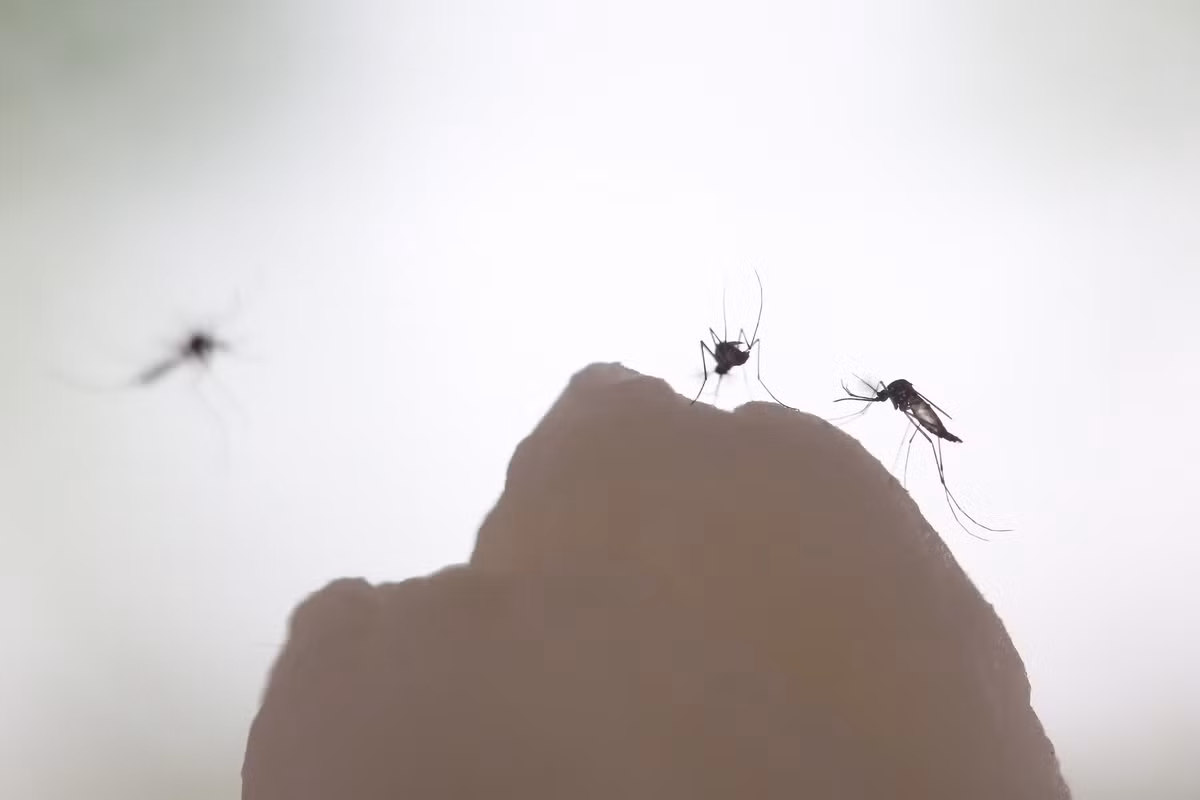 Sốt Mayaro xảy ra khi bị muỗi Aedes đốt, đặc điểm là sốt, đau, mẩn ngứa. Mặc dù từng xuất hiện ở phía Bắc Nam Mỹ nhưng sau đã lan sang cả Haiti sau trận động đất năm 2010. 