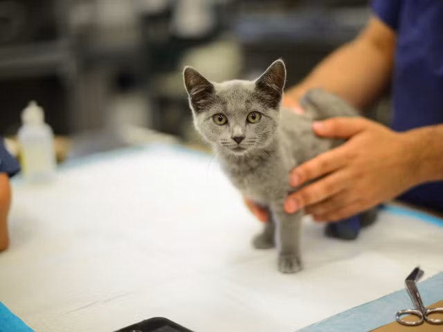 Trợ lý và bác sĩ thú y: Là những người khám chữa bệnh, chăm sóc thú cưng và vật nuôi trong các phòng thí nghiệm, bệnh viện dành cho động vật. Nghề này ngoài tiếp xúc với bệnh tật còn hay bị cắn, đứt tay, chảy máu. 