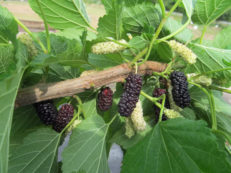 Hạ đường huyết: Chiết xuất quả dâu tằm được dùng trong rất nhiều công thức. Nhưng vì gây hạ đường huyết nên có thể gây đói bụng, đau đầu, mắt nhìn không rõ, đổ mồ hôi nhiều, chóng mặt, mơ hồ và run chân tay. Do vậy khi ăn dâu chỉ nên ăn ít một.