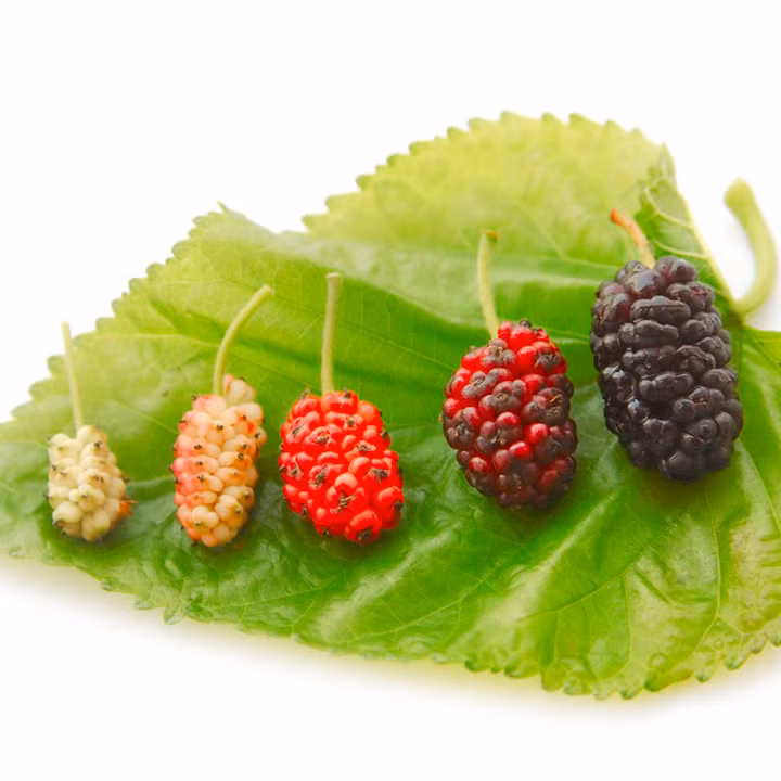 Nguy cơ ung thư da: Đây là một trong những tác dụng phụ nguy hiểm của quả dâu tằm. Rất nhiều sản phẩm chăm sóc da có thành phần chiết xuất từ quả dâu tằm. 