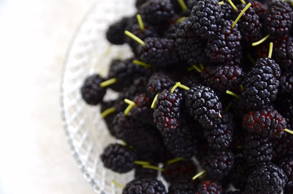 Ảnh hưởng đến đường huyết: Hiệp hội tiểu đường Hoa Kỳ đã thử nghiệm ảnh hưởng khi ăn chiết xuất từ quả dâu tằm đến đường huyết của 20 người, trong đó có cả bệnh nhân tiểu đường và người bình thường thì phát hiện ở cả hai nhóm, lượng đường ban đầu giảm xuống. 