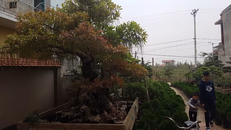 Bộ rễ khỏe mạnh luồn lách trong các thớ đá để lấy dưỡng chất nuôi cây.