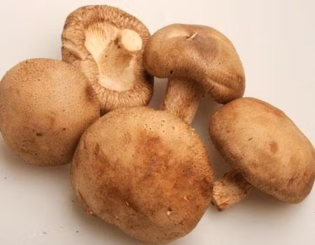 Không để nấm trong túi nylon vì hơi ẩm không thoát được ra ngoài khiến nấm dễ bị mốc.