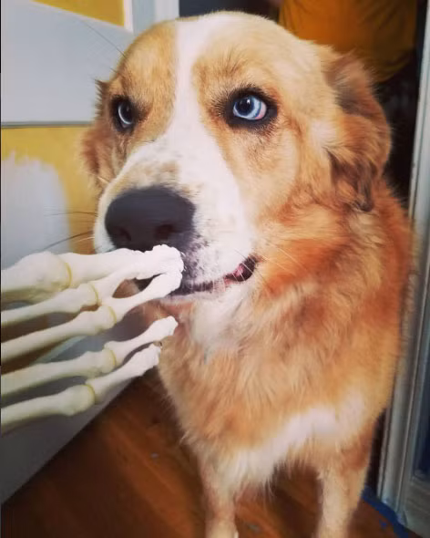 Trong khi những người khác không muốn nhớ đến bệnh tật thì Loyall lại đem đoạn xương chân của mình tới một công ty để làm trắng và gắn các đoạn xương với nhau. 