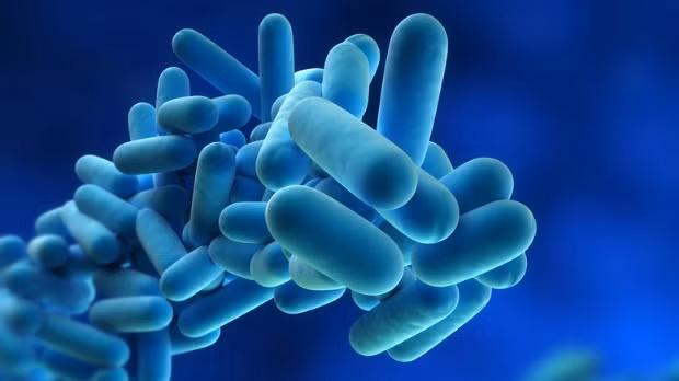 Vi khuẩn Legionella không phát tác ngay mà phải từ 2-10 ngày sau. Các triệu chứng ban đầu là đau đầu, không tỉnh táo, ăn uống kém kèm theo sốt cao. Sang giai đoạn tiếp theo là ho khan, vi khuẩn Legionella bắt đầu ăn vào phổi và gây viêm khắp cơ thể. (Ảnh: stuffnz)