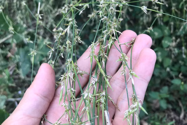 Bui hoa tre to nhu u rom chua tung thay o Quang Ngai-Hinh-2