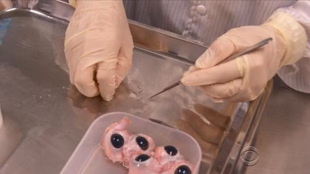 Tuy nhiên, các nhà khoa học đã tìm cách để lấp đầy lỗ hổng còn thiếu này sau khi thực hiện một thử nghiệm mang tính đột phá để cứu thị lực của các bệnh nhân. Tuy nhiên, những con mắt mà họ dùng để ghép giác mạc không phải là từ người mà là từ lợn. 