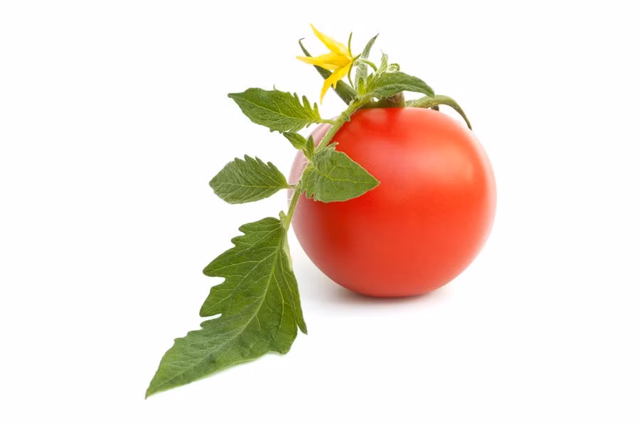 Quả cà chua rất có lợi cho sức khỏe nhưng trong khi đó lá và thân cây thì ngược lại. Lá cà chua có chứa một độc tố alkaloid gọi là tomatine, ăn quá nhiều có thể gây bệnh tiêu hóa. Lưu ý nên giữ động vật nuôi tránh xa khỏi lá cà chua vì ảnh hưởng của tomatine đối với chó mèo…còn lớn hơn rất nhiều. (Ảnh: Bowered and Bare)