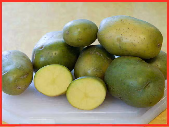 Nếu khoai tây trong nhà đã chuyển màu xanh, nhất là những củ đã mọc mầm thì dứt khoát nên bỏ đi. Khoai tây mọc mầm nguy hiểm vì có chứa solanine – một loại thuốc trừ sâu tự nhiên gây độc cho con người, gây nôn mửa, tiêu chảy và ngừng tim. May mắn là giới hạn cảnh báo đối với một người nặng 37kg là phải ăn hết gần 400g khoai tây xanh mới có những triệu chứng kể trên. (Ảnh: stethnews) 