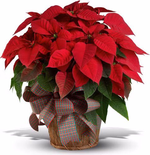 Nhung loai hoa cau tai nhat dinh phai co trong nha ngay Tet-Hinh-6