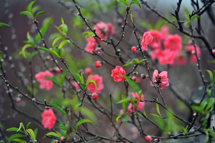 Nhung loai hoa cau tai nhat dinh phai co trong nha ngay Tet