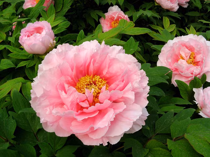 Nhung loai hoa cau tai nhat dinh phai co trong nha ngay Tet-Hinh-7