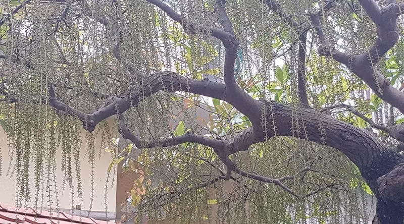 Cây lộc vừng trồng trên chậu được ký đá và thả nước bất ngờ trổ hoa đúng dịp Tết khiến chủ nhà "được" nổi tiếng. 