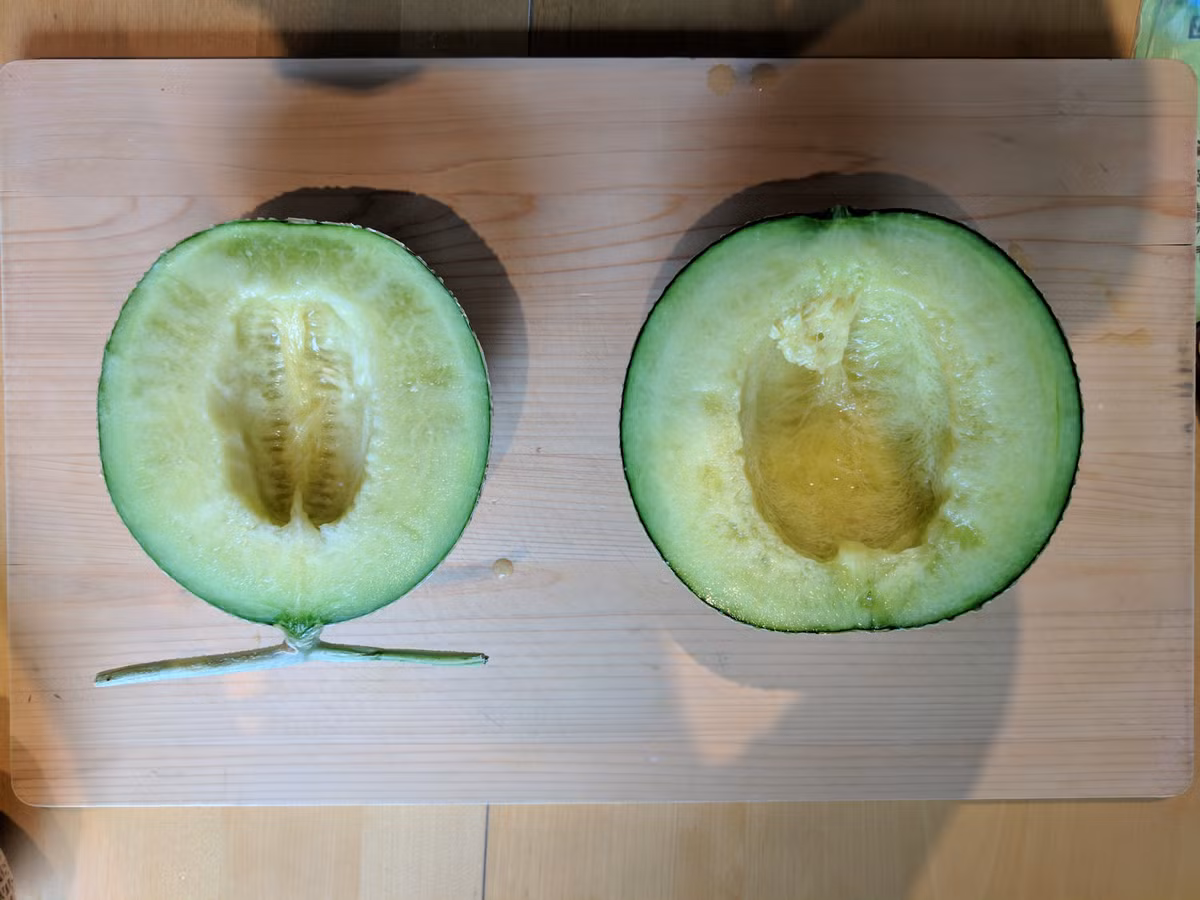 Khi cắt ra thì hai quả trông tương đương nhau. Quả rẻ có màu sẫm hơn nhưng cũng có thể là do chín hơn quả dưa Sembikiya bên cạnh. 