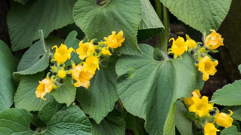 Nếu phải gọi tên các giống khoai tây, bạn không thể không nhắc đến khoai tây dại với ít nhất 151 loại khác nhau. Tuy nhiên phần lớn khoai tây dại không ăn được. Vậy làm thế nào khoai tây dại trở thành nông sản nhiều thứ 4 trên thế giới? Câu trả lời không dễ vì đã trải qua nhiều thế hệ trồng trọt.