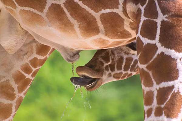 Việc uống một thứ chất thải như nước tiểu khiến nhiều người “ghê tởm” nhưng những người đã uống mô tả nó có vị ngọt, hơi mặn và hoàn toàn không “kinh tởm” như nhiều người vẫn tưởng. 