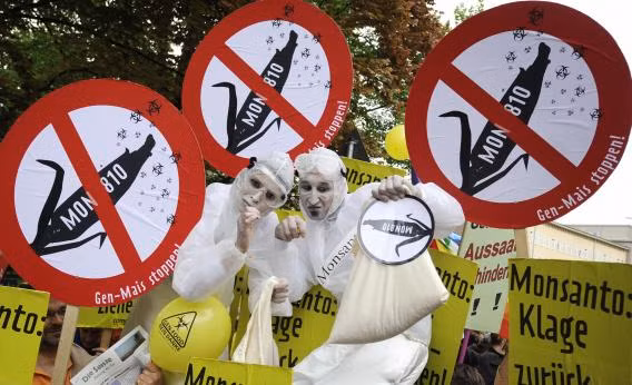 Phong trào phản đối thực phẩm biến đổi gen hiện nay khá phổ biến. Tinh thần của đám đông đã khiến ý kiến chủ quan thành những sự đe dọa, nhất là nơi nào có sự hiện diện của cộng đồng nghiên cứu thực phẩm GMO. Điều này khiến nhiều nhà khoa học trong lĩnh vực này phải che giấu các phòng thí nghiệm của mình và không dám đề tên các nghiên cứu được công bố. (Ảnh: Geneticliteracy) 