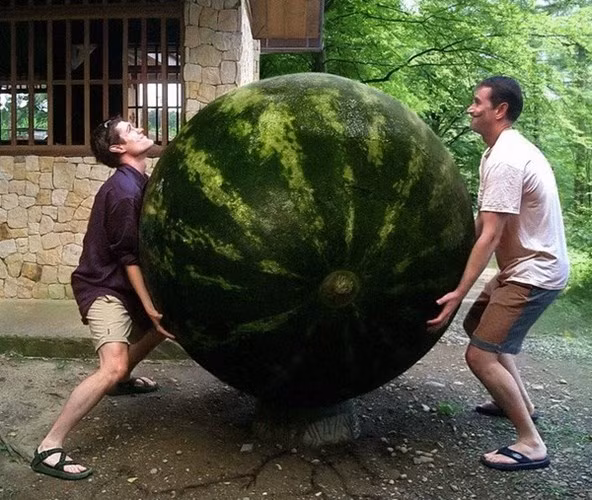 Hiện tại, trái dưa hấu lớn nhất trên thế giới được trồng vào mùa hè năm 2005 ở Arkansas (Mỹ), bởi Pat Rhodes và gia đình ông.Trọng lượng của dưa hấu là 122 kg.