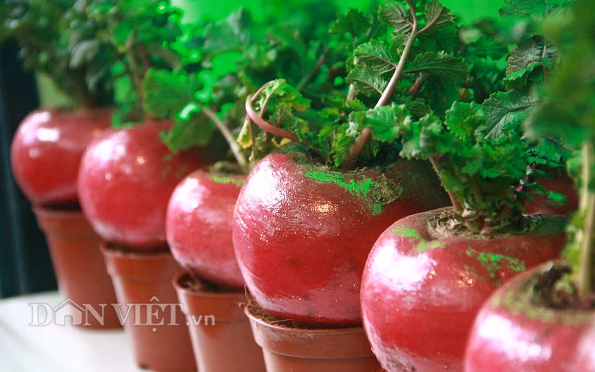 Loại cây này không cần quá nhiều đất, phù hợp trồng trong các chậu, bồn nhỏ, có thể trang trí ban công và phù hợp với không gian chật hẹp đô thị. Ngoài ra, củ cải đỏ còn mang những ý nghĩa phong thủy nhất định và tạo không gian đẹp trong nhà.