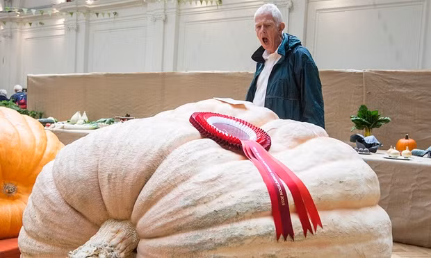 Một du khách đã không giấu nổi sự kinh ngạc về trái bí ngô khổng lồ nặng hơn 8 tạ "khủng" nhất nước Anh.
