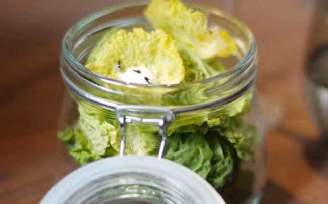 Tại một nhà hàng ở Đan Mạch có món kiến đông lạnh ăn kèm salad và có giá không hề rẻ. Nhà hàng cho biết phải đông lạnh kiến để kiến không nhanh chân bò đi mất. 