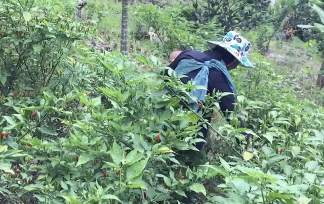 Dac san ot xiem rung noi danh dat Quang Ngai kho mua hon vang