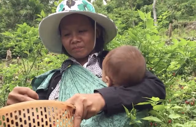 Dac san ot xiem rung noi danh dat Quang Ngai kho mua hon vang-Hinh-4