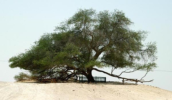 Cây Trường Sinh đã 500 tuổi nằm ở giữa sa mạc Bahrain. Hàng năm, có tới 50.000 người đến thăm cây này.