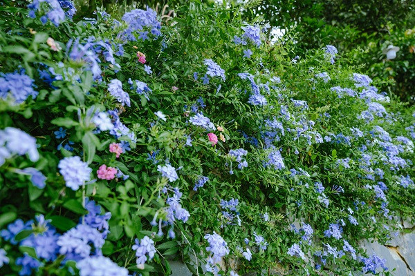 Me man khu vuon 3.000m2, ruc ro o ngoai thanh Ha Noi-Hinh-5