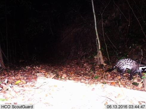 Loai cay cuc hiem tuong tuyet chung bong xuat hien o Hue-Hinh-2