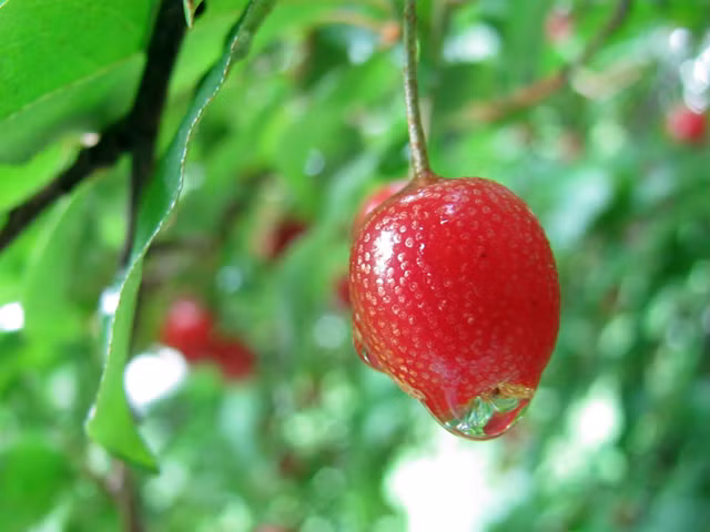 Hiện nay ngoài các nước châu Á kể trên, giống nhót tây này còn được trồng nhiều ở một số nước châu Âu và Bắc Mỹ.