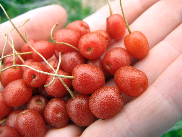 Còn với trồng bằng hạt thì khoảng thời gian chờ đợi sẽ lâu hơn, bởi hạt giống của nhót tây rất lâu nảy mầm, thậm chí lên tới 18 tháng.