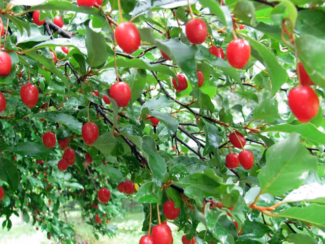 Tuy nhiên, để nhót tây sinh trưởng và phát triển một cách tốt nhất thì bạn nên trồng ở những nơi có đất thoát nước tốt. Ngoài ra, nhót tây cũng rất ưa ánh sáng và cần nhận đủ lượng ánh sáng mặt trời mỗi ngày, khoảng nửa ngày ánh sáng hoặc nhiều hơn.