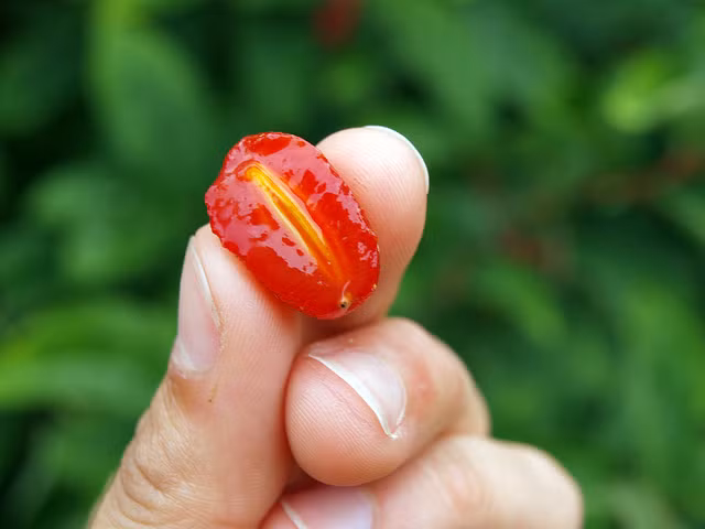 Quả nhót tây cũng có lớp vỏ mỏng ở ngoài và rất dễ dập nát nên khá khó khăn cho việc di chuyển.