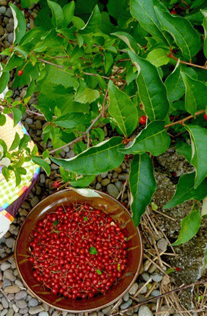 Nhót tây thường cho thu hoạch quả sau 1-2 năm tính từ lúc trồng nếu bạn trồng bằng cây con.