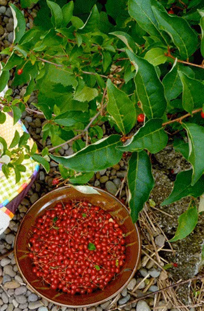 Nhót tây thường cho thu hoạch quả sau 1-2 năm tính từ lúc trồng nếu bạn trồng bằng cây con.