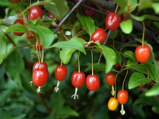 Nhót tây thường được dùng để ăn tráng miệng hay sử dụng nhiều trong các món bánh, mứt hoặc thạch. Thậm chí, nhót tây còn có thể được sấy khô hoặc ngâm lẫn với một chút đường và muối để tạo thành hương vị siro ngon tuyệt.