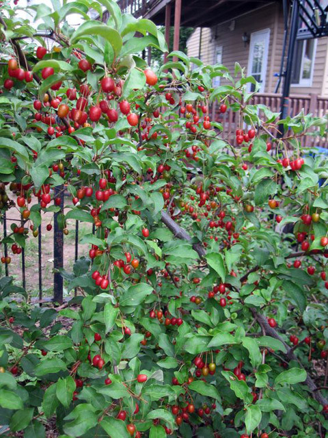 Chúng bắt đầu ra hoa vào khoảng tháng Tư đến tháng Năm hàng năm và ra quả vào khoảng tháng Bảy.